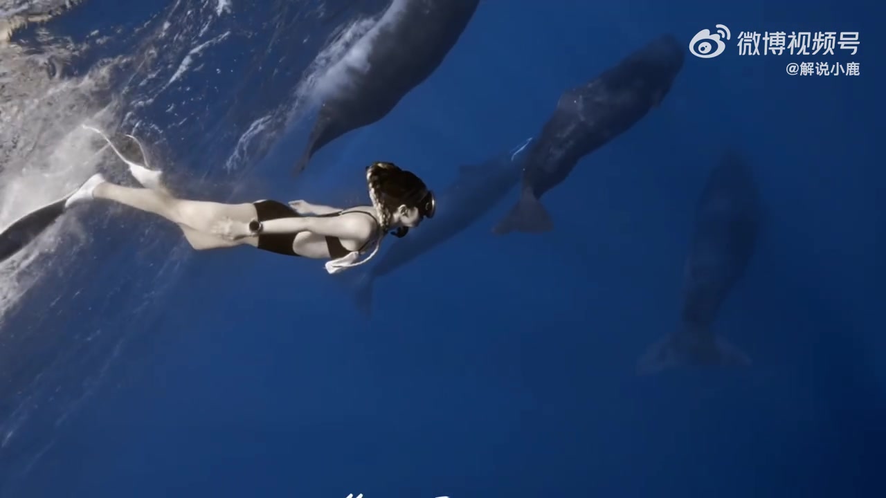 DB电子官网KPL女解说小鹿分享比基尼潜水视频：遇到抹香鲸🐋震撼无法形容
